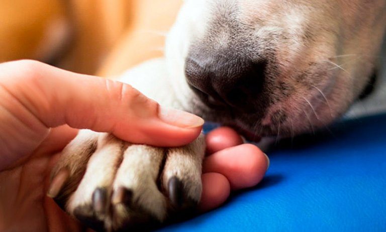Cómo superar la muerte de un perro - Fedsources
