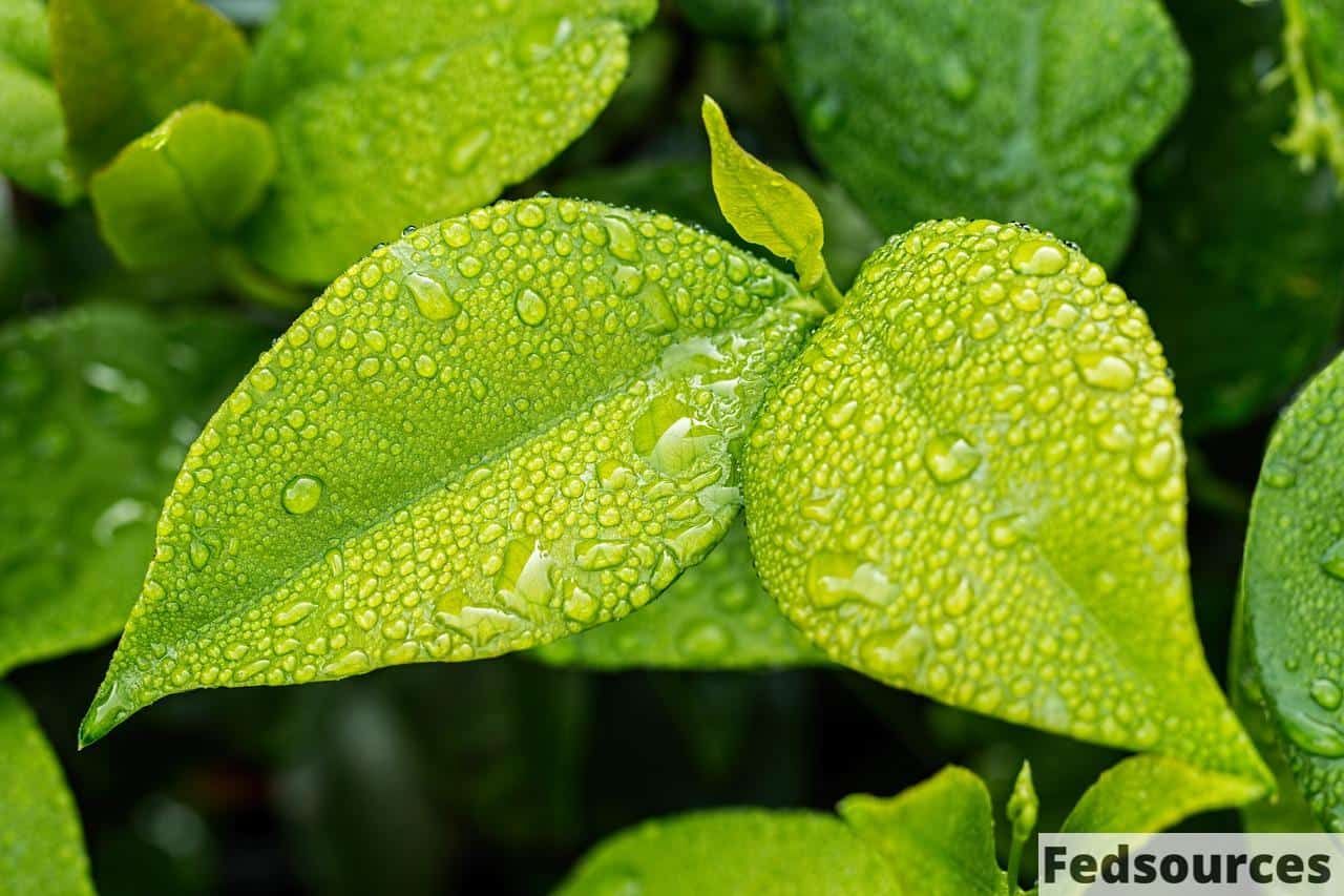 hoja mojada